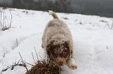 BERGER AUSTRALIEN PUPPIES 451